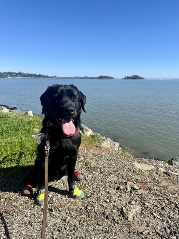 Goalie is sitting on dirt in his guide dog harness in front of the blue Bay, with hills and a blue sky behind him. He’s wearing four booties – two green ones on his front paws, and two red ones on his back paws. He’s squinting his eyes as he smiles with his tongue out.