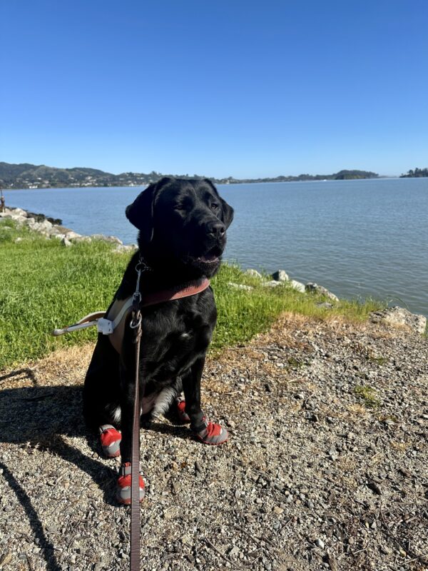 Perdita is sitting on dirt in her guide dog harness in front of the blue Bay, with hills and a blue sky behind her, wearing four red booties on her paws. She’s looking to the right of the camera, with her mouth slightly open, about to yawn.