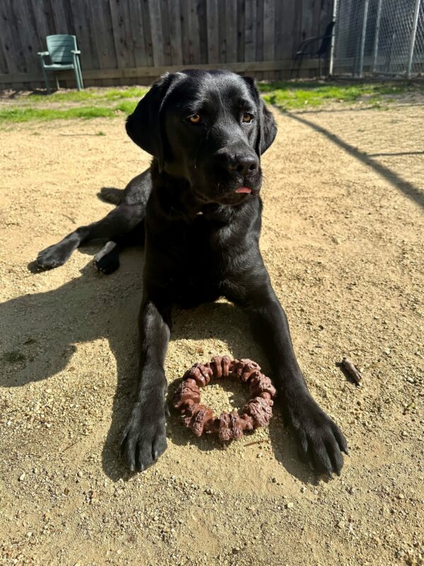 Perdita is laying down in a dirt play area, with patches of grass and a wooden fence behind her. She has a brown circular bone in between in front paws and is looking to the right of the camera with just the tip of her tongue sticking out.