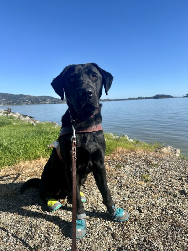 Bilbo is sitting on dirt in his guide dog harness in front of the blue Bay, with hills and a blue sky behind him. He’s wearing four booties – two blue ones on his front paws, and two green ones on his back paws. He’s looking right at the camera.