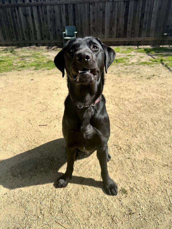 Bilbo is sitting in a dirt play area, with patches of grass and a wooden fence behind him. He has a silly smile on his face, showing off his front top and bottom teeth in anticipation of a toy being tossed to him.