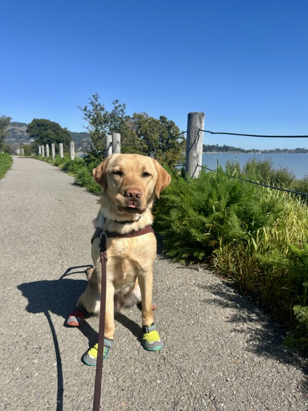 Fisher is sitting in his guide dog harness on a concrete path. Green foliage lines the path, with the blue Bay and sky behind him. He’s wearing four booties, green ones on his front paws and red ones on his back paws, and the tip of his tongue is sticking out of his mouth.