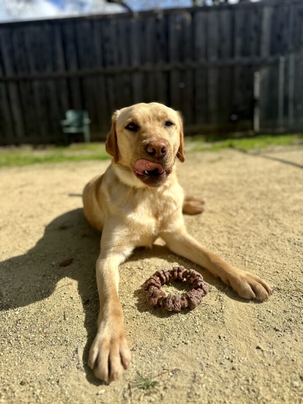 Fisher is laying down in a dirt play area, with a wooden fence and patches of grass behind him. He’s looking at the camera as he licks his lips, and has a brown circular bone in between his front legs.