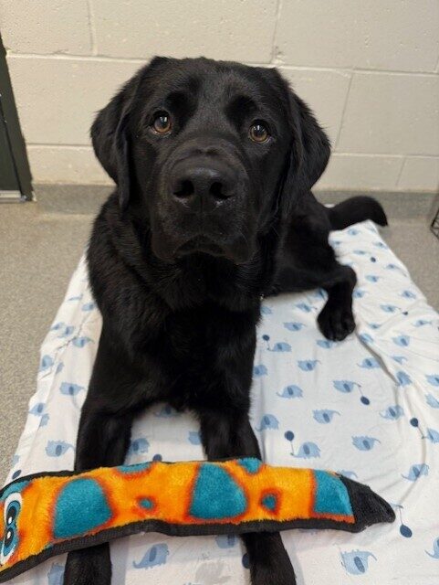 <p>Black lab