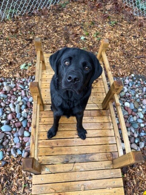 <p>Black lab