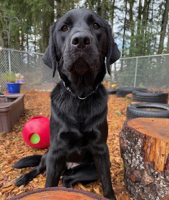 <p>Black lab