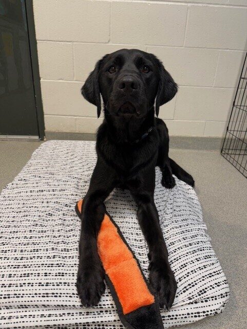 <p>Black lab