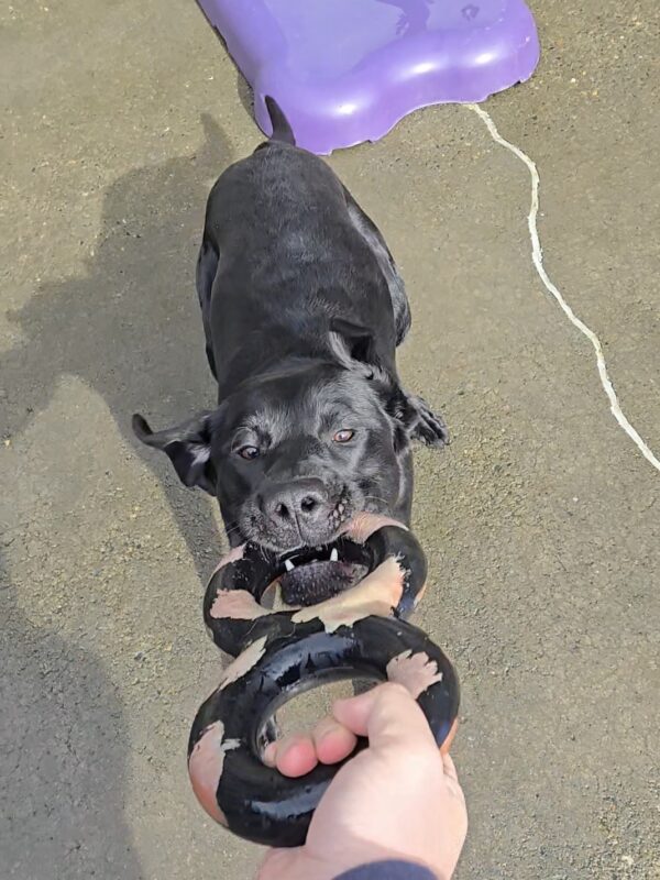 <p>Dolce is in a community run on the Oregon Campus. She’s playing tug with her instructor.</p>