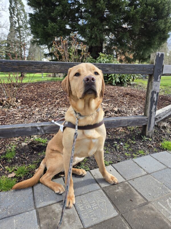 <p>Eggnog is in a park in Gresham. He’s sitting in front of a wooden fence and a tree. He’s wearing his harness.</p>