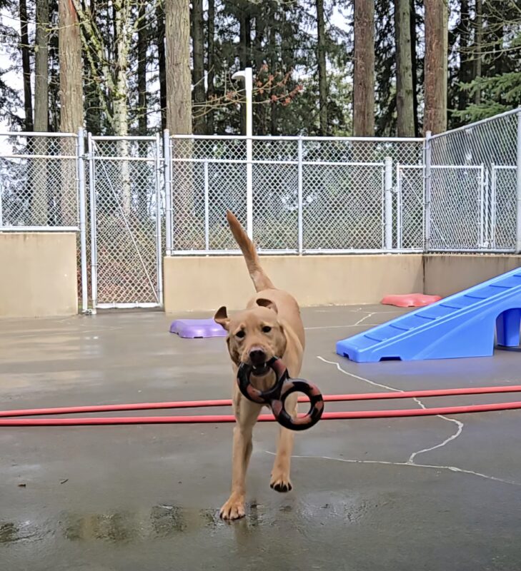 <p>Eggnog is in a community run on the Oregon Campus. He’s running with an infinity tug toy in his mouth.</p>