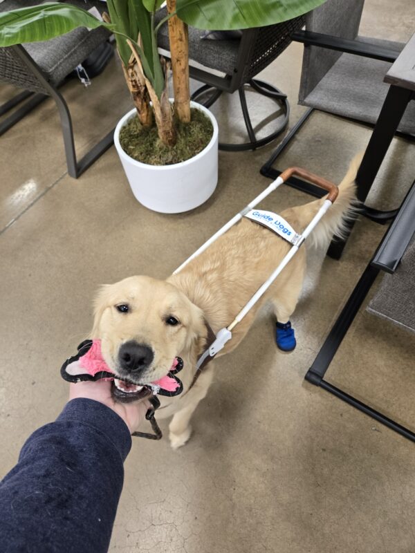 <p>Kate is in a grocery store. She’s wearing her harness and her back booties. She has a pig stuffie in her mouth.</p>