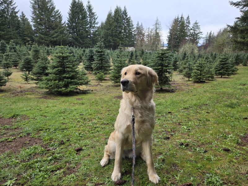 <p>Kate is sitting in the backyard of her foster care home that happens to be a Christmas Tree Farm. She’s looking off in the distance. There are rows of Christmas Trees in the background.</p>