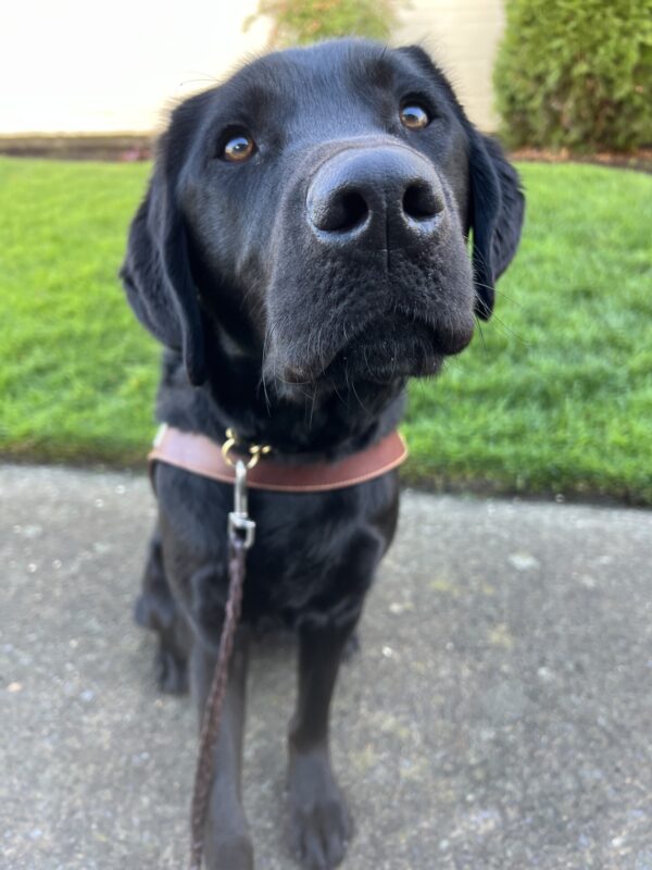 <p>Trout, a male black lab, is sitting proudly in front of a patch of grass, wearing his guide dog harness. He is looking very regal as he sits attentively. </p>