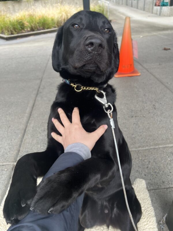<p>A sweet moment with Trout, a male black Labrador Retriever! Sitting on a fleece rug outside of the kennel, Trout is on tie-down, enjoying some well-deserved affection from his instructor. He is sitting with his front paws gently wrapped around his handler’s arm, a clear display of his affectionate nature. In the background, an orange cone can be spotted, adding a touch of color to the scene.</p>