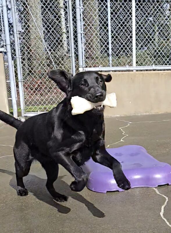 <p>Nura is in a community run on the Oregon Campus. She’s running with a bone in her mouth. Her ears are flopping out.</p>