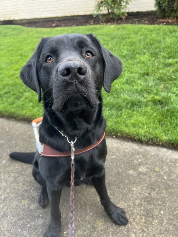 <p>Channing, a male black lab, is sitting in front of a patch of grass, wearing his guide dog harness. He is looking quite handsome as he looks up at the camera.</p>