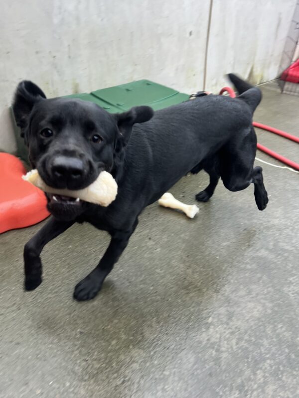 <p>A spirited black lab, Channing, bounds through the community play area, a bone clutched in his mouth. His ears flap joyfully with each stride as he races around, full of energy. In the background, vibrant green and red play structures stand out, adding a lively pop of color to the scene, perfectly complementing the dog’s playful antics.</p>