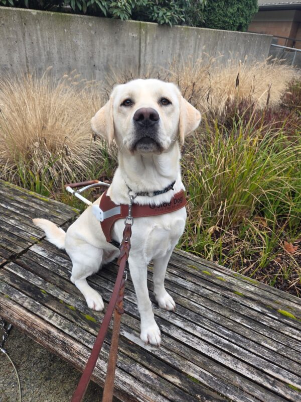 <p>Daya is sitting on a wooden bench wearing her harness. She is looking up at the camera. </p>