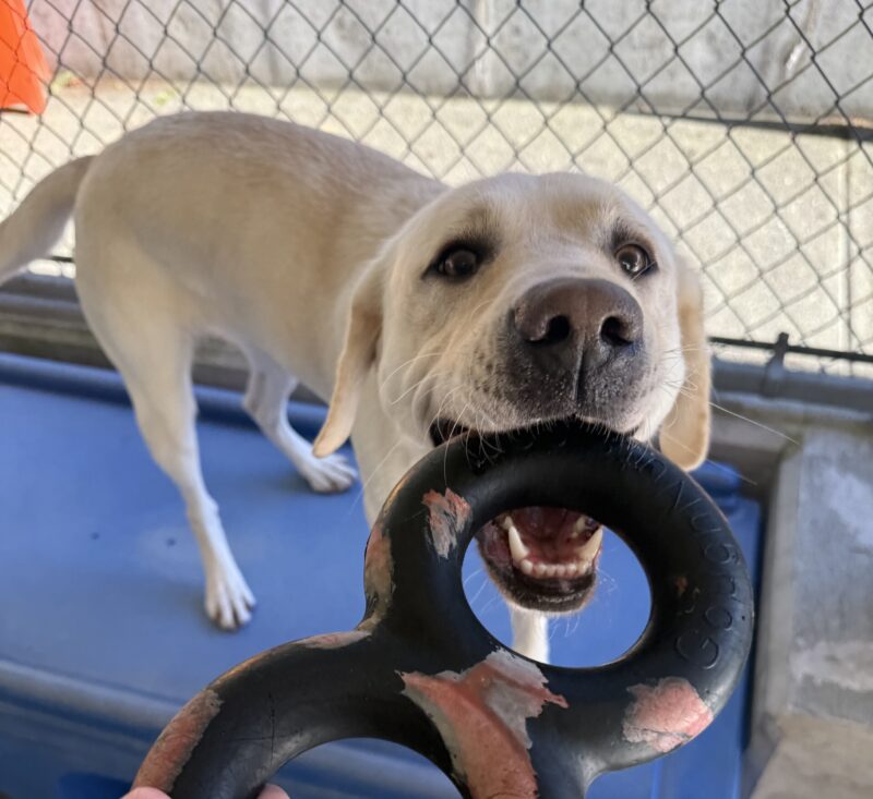 <p>Daya is standing on a blue play structure with a tug toy in her mouth. </p>