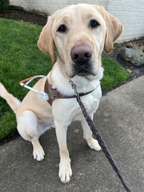 <p>Santi, a male yellow lab, is sitting very poised in front of a patch of grass, wearing his guide dog harness. He exudes a sense of joy, looking very happy to be working. </p>