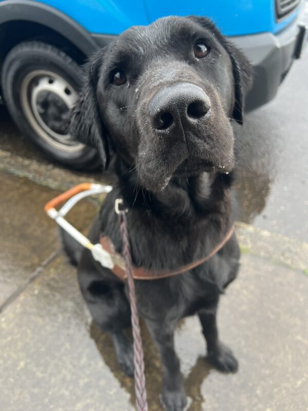 <p>Trilby, a male black lab and golden retriever cross, is sitting in front of the blue guide dogs training van, wearing his guide dog harness. His fur is slightly damp due to the rainy Oregon weather. He looks focused and attentive, as if ready to take on the next step in his training.</p>