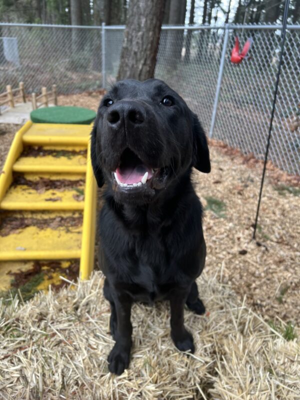 <p>A heartwarming photo of Trilby, a sweet and playful black Lab Golden Retriever cross! He’s sitting on a hay bale with a big smile on his face, clearly enjoying his time in the sensory garden area on the Oregon Campus. In the background, you can spot a yellow play structure, adding to the cheerful vibe of the scene. </p>