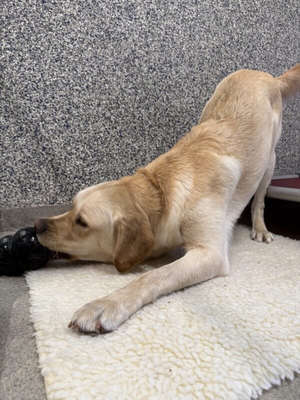 <p>Flapjack is laying on a fleece in his kennel run as he enjoys a stuffed Kong. He is in a play bow position with his head down chewing on the bone and his bottom pointed in the air. </p>
