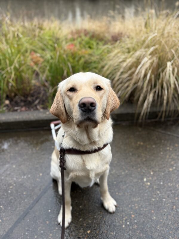 <p>Flapjack is focused on his handler as he practices a