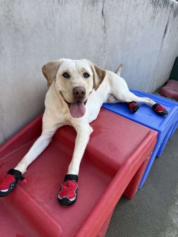 <p>Bosch lays on a set of red play stairs in the community run area. He is wearing red dog booties on all of his feet and his mouth is agape with his tongue hanging out. He is tired after running around and playing in his dog booties with his friends. </p>