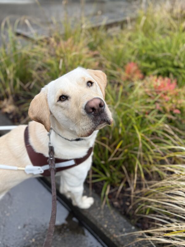 <p>Bosch stands with his two front feet on the edge of a plater box that is filled with tall green grasses. He is wearing his guide dog harness and looking up at his handler. </p>