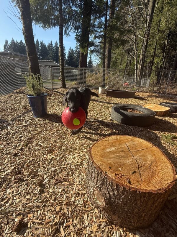 <p>Ryan runs around in one of our sensory gardens on the Oregon campus. He is carrying a red Jolly Ball, one of his favorite toys, as he runs toward the camera. There are stumps, tires, plants, and a sandbox scattered in the background for the dogs to interact with. </p>