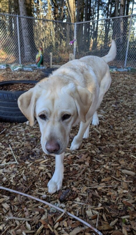 <p>Tilly, a female yellow lab, runs across a bark chip free run area. She has her head slightly down and her tail is straight out behind her. Behind her you can see scent garden features and a fence. </p>