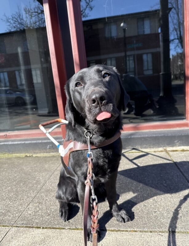 <p>Ketra, a black lab, sits in her harness on the sidewalk in front of some glass windows. She is looking at the camera and her tongue is sticking half out. Behind her you can see the reflection of buildings in the glass.</p>