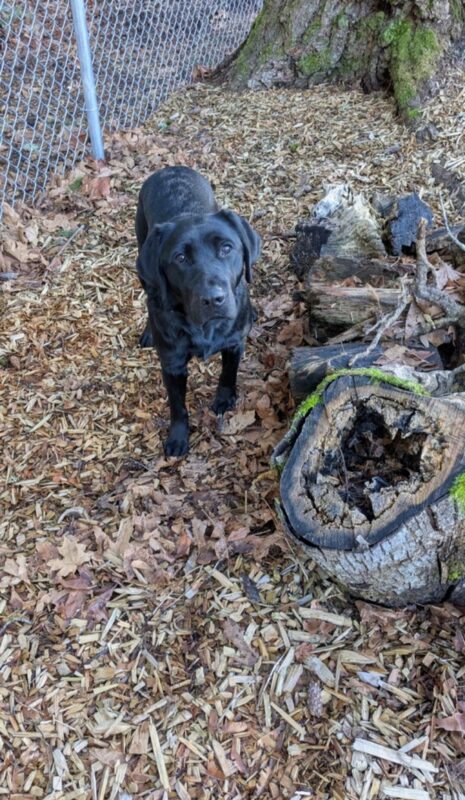 <p>Ketra, a black lab, stands in a wood chip free run area. Beside her are some logs and stumps and behind her you can see the base of a tree and fence. She is relaxed and looking directly at the camera.</p>