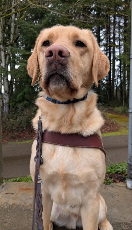 <p>Ripley, a yellow Lab, sits in his harness looking directly at the camera. Behind him you can see a cement path and woods. </p>