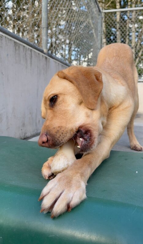 <p>Ripley, a yellow Lab, chews on a bone in community run. He is holding the bone between both paws, stretching towards the camera. He is on a green play structure and his hind end is up in the air behind him. </p>