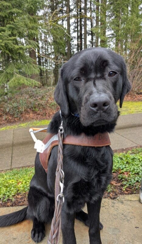 <p>Olena, a black Lab, sits in her harness looking at the camera with her head slightly tilted. Behind her is grass, a cement path and woods. </p>