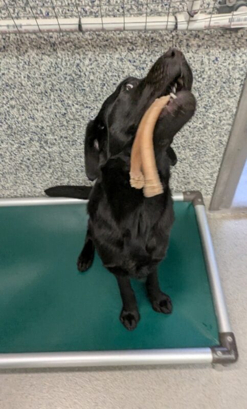 <p>Olena, a black Lab, sits on a green bed in her kennel run. She has her head pointed straight up towards the ceiling playing with a bone that is hanging out of her mouth. The one visible eye is sneaking a look at the camera. </p>
