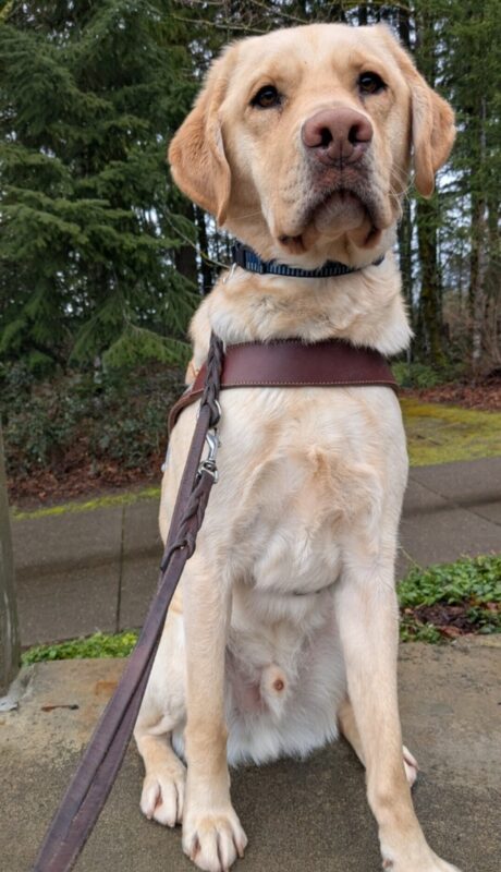 <p>Thumper, a yellow Lab, sits in his harness looking squarely at the camera. Behind him you can see vegetation, a cement path and woods </p>