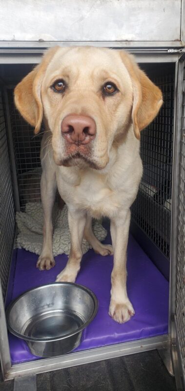 <p>Thumper, a yellow Lab, stands with his head poking out of an open van crate. He is looking directly at the camera. Below him is a purple mat, a bunched up fleece and a water bowl. </p>
