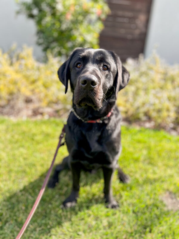 <p>Whistler sits on the sunny grass, looking at the camera with a very sweet face</p>
