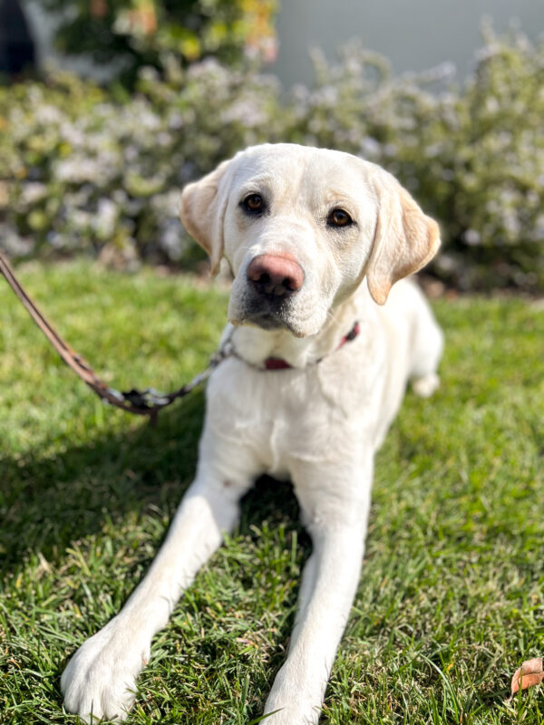 <p>Chive lies on the sunny grass in front of flowery bushes, ears perked and nose pink</p>