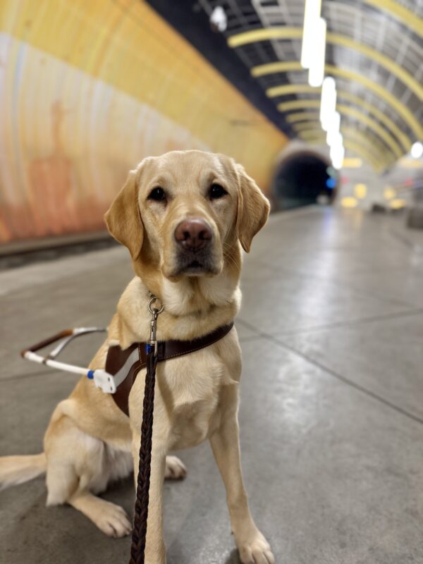 <p>Adore, a female yellow lab/golden cross, sits in her GDB harness on a gray underground train platform. Out of focus behind her is the expanding tunnel, with hanging lights on the right and a red and orange painted wall on the left, behind the tracks. She looks at the camera with a focused expression.</p>
