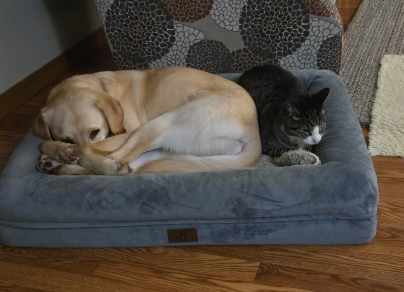<p>Adore, a female yellow lab/golden cross, snuggles up on a gray dog bed in a tight curl. All four of her paws are clumped together, and she tucks her nose under them to keep warm. A dark gray and white cat shares the bed with her, and a living room chair and carpet makes up the background.</p>