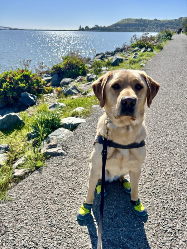 <p>Churro sits in harness on a paved trail by the water wearing all four boots. It is a sunny day and Churro is looking at the camera with his mouth closed.</p>