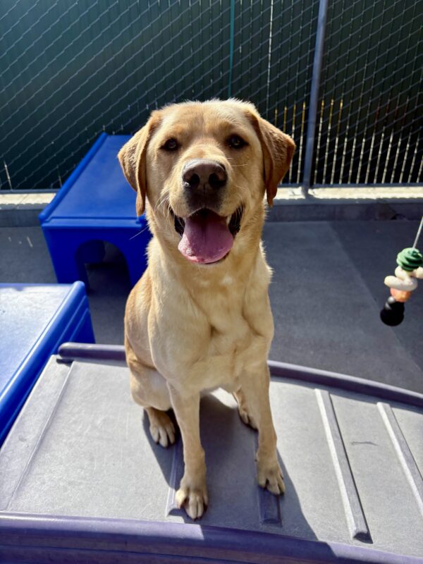 <p>Churro sits on a piece of play equipment looking at the camera with his mouth open. </p>