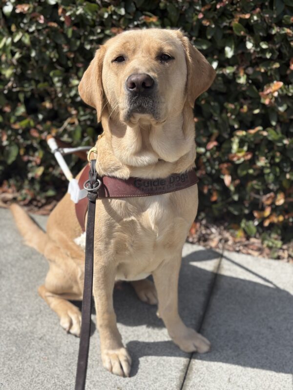 <p>Gail sits in harness in front of a wall covered in ivy. It is a sunny day and she is looking at the camera with her mouth closed.</p>