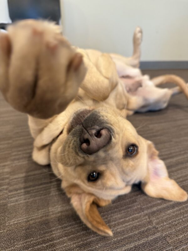 <p>Gail is lying on the floor upside-down and looking at the camera with one paw reaching towards it. </p>
