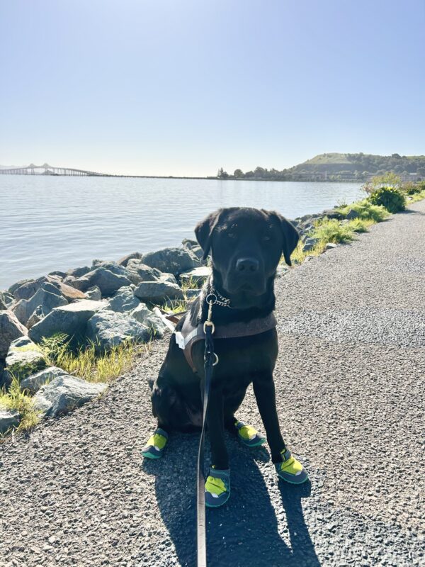 <p>Hemingway sits in harness on a paved trail by the water wearing all four boots. It is a sunny day and he is looking at the camera with his mouth closed.</p>