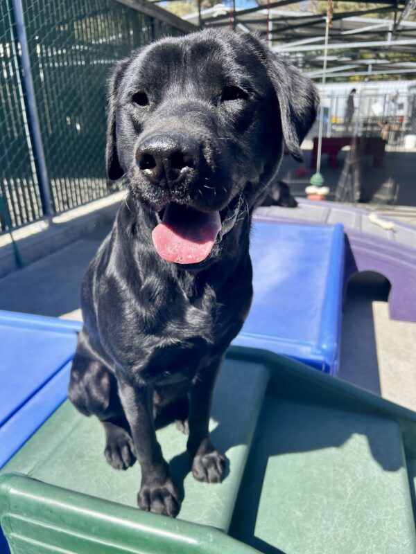<p>Hemingway sits on a piece of play equipment. The sun is out and he is looking to the side with his mouth open and his tongue out. </p>